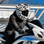 Motorcycle Helmet Cover - Cow (Black & White)