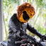 Motorcycle Helmet Cover - Lion