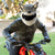 Motorcycle Helmet Cover - Wolf