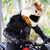Motorcycle Helmet Cover - Cow