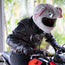 Motorcycle Helmet Cover - Elephant
